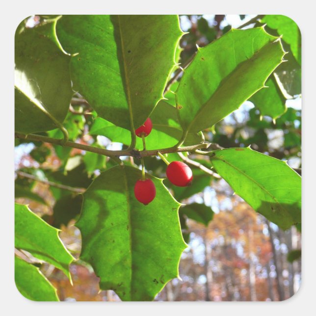 Holly Leaves II Holiday Nature Botanical Square Sticker (Front)