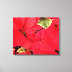 Holly Point Poinsettias Christmas Holiday Floral Canvas Print