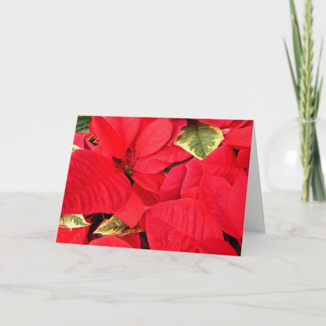 Holly Point Poinsettias Holiday Floral Card (Front)