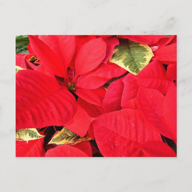 Holly Point Poinsettias Holiday Floral Postcard (Front)