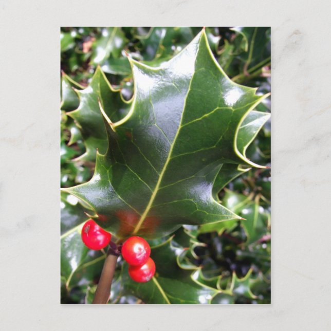 Holly Postcard (Front)
