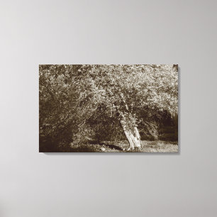 Holly Tree - Sepia Canvas Print