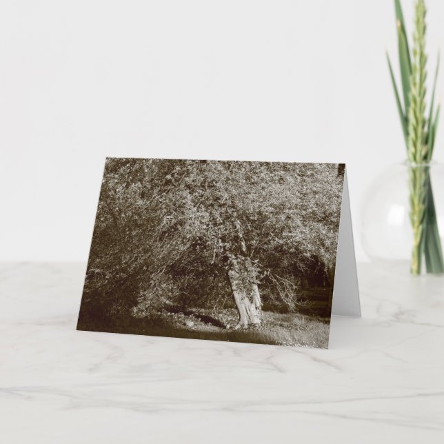 Holly Tree - Sepia Card (Front)