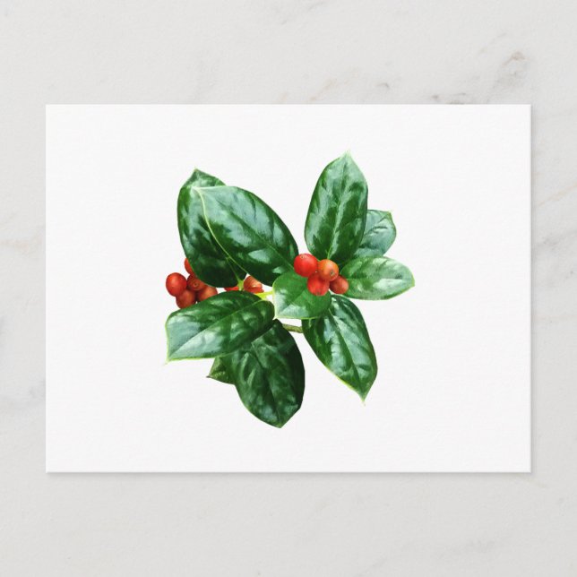 Holly With Berries Postcard (Front)
