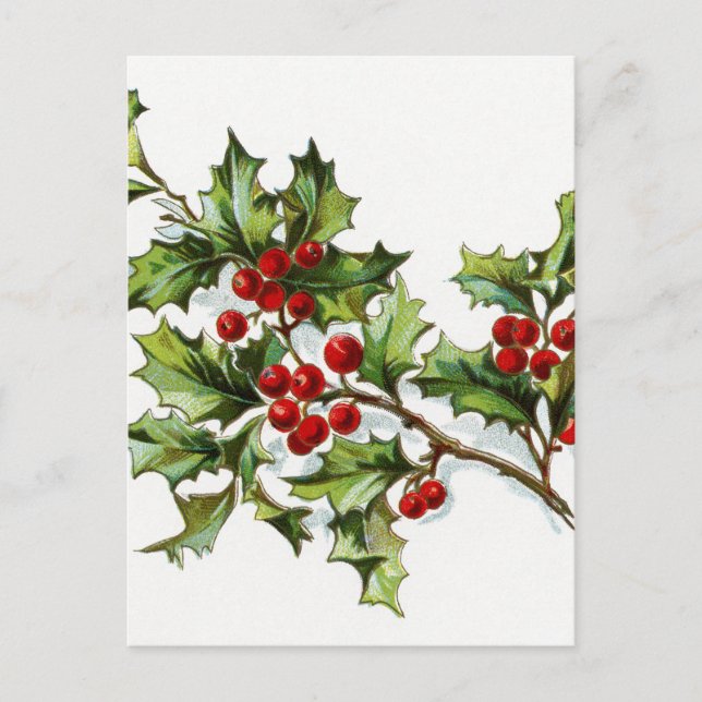 HollyBerries20150802 Postcard (Front)