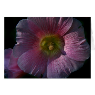 Hollyhock