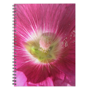 Hollyhock Carnet rose profond