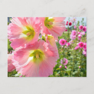 Hollyhock Flowers Postcard