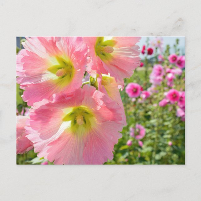 Hollyhock Flowers Postcard (Front)