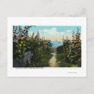Hollyhock Lane View of the Harbour Postcard
