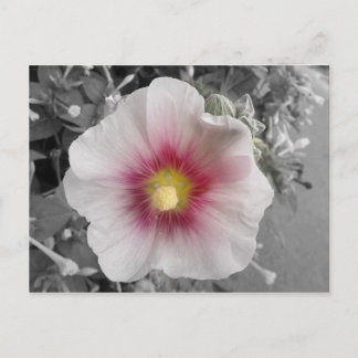Hollyhock on Ile de Re, France Postcard