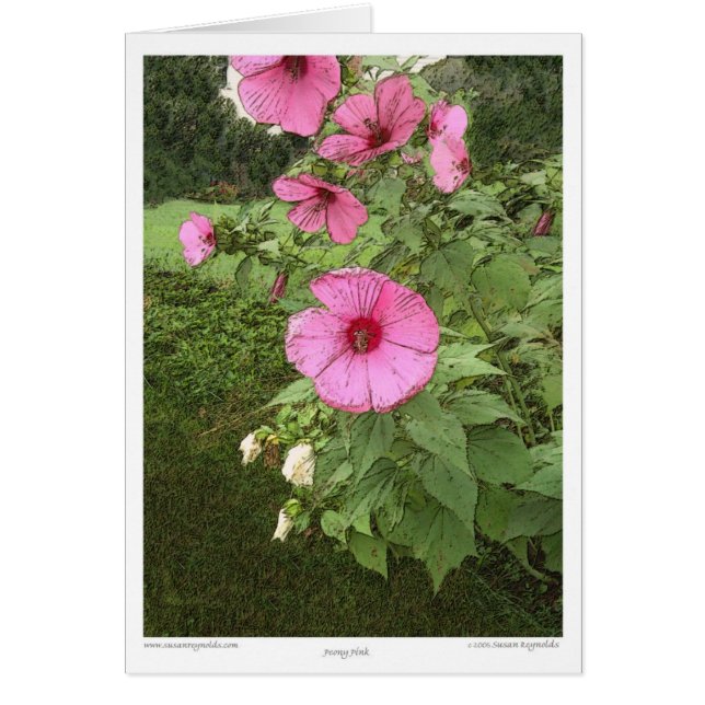 Hollyhocks (Devant)