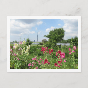 Hollyhocks: Arakawa River, Tokyo Postcard