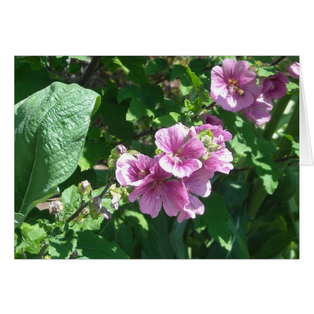 Hollyhocks - Carte blanche (Devant Horizontal)