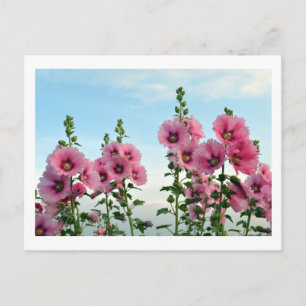 Hollyhocks : Carte postale du Japon