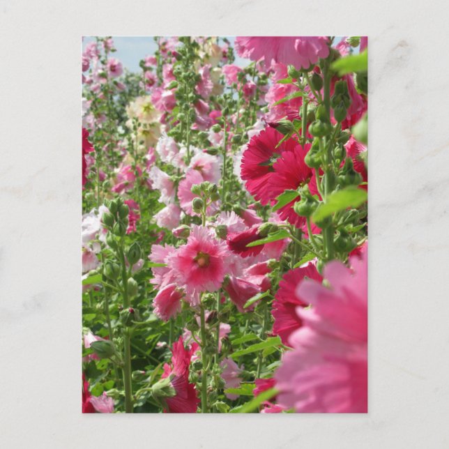 Hollyhocks : Carte postale japonaise (Devant)
