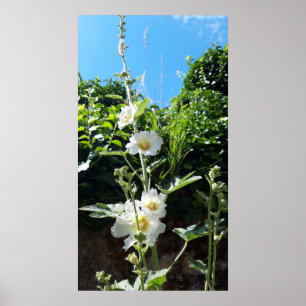 Hollyhocks flower , Alcea Alba Poster
