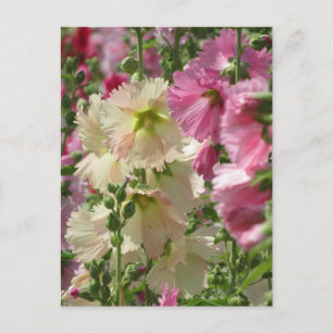 Hollyhocks: Japan Postcard