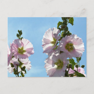 Hollyhocks: Japan Postcard