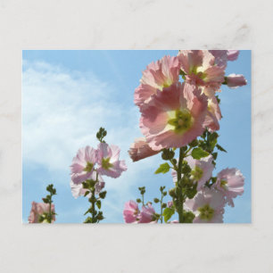 Hollyhocks: Japan Postcard