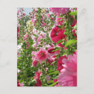 Hollyhocks: Japan Postcard