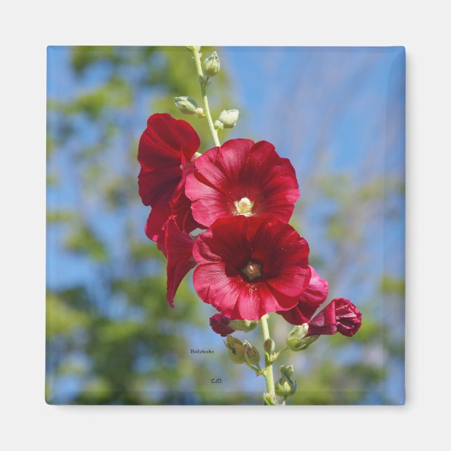 Hollyhocks magnet (Front)