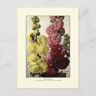 Hollyhocks Postcard