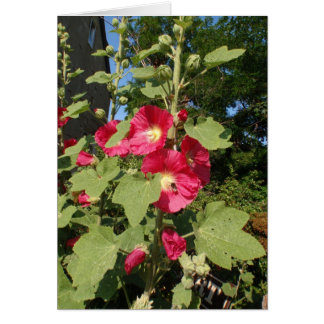 Hollyhocks roses