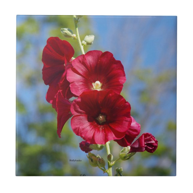 Hollyhocks tile (Front)