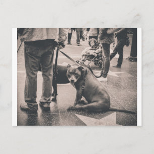 Hollywood Blvd Postcard