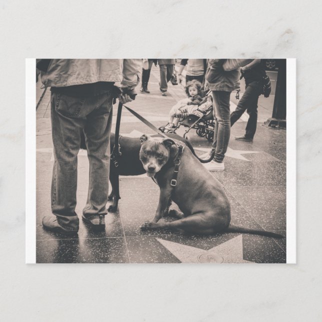 Hollywood Blvd Postcard (Front)