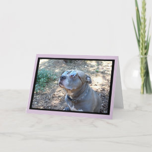 Hollywood Pitbull Valentine's Day Card