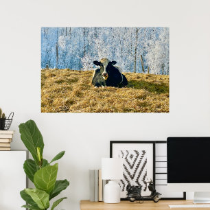 Holstein Calf on Frosty Alberta Morning Poster