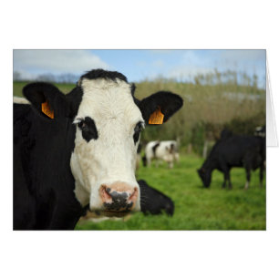Holstein cattle