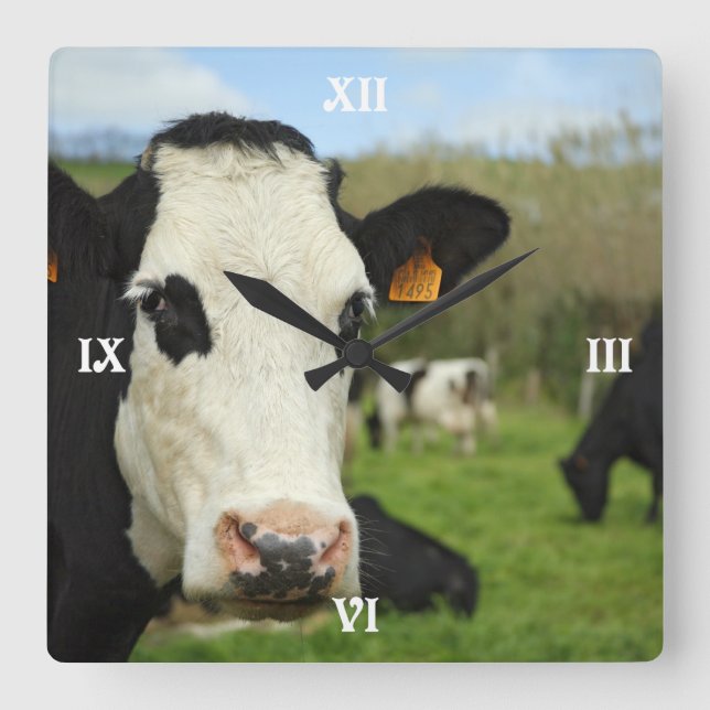 Holstein cattle square wall clock (Front)