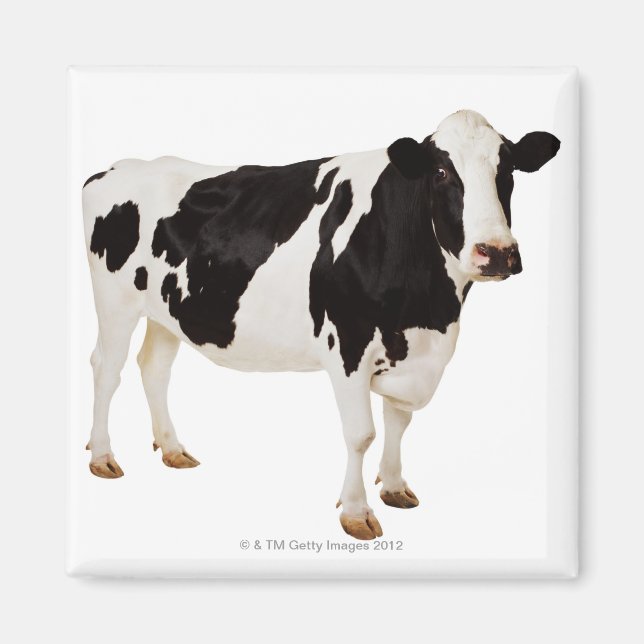 Holstein Cow | Bos taurus Magnet (Front)