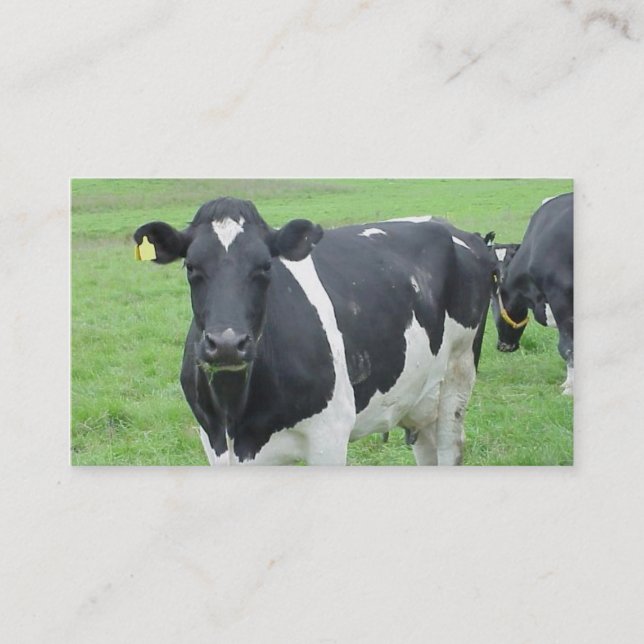 Holstein Cow Cattle Bull Steer Heifer Farm Range Business Card (Front)