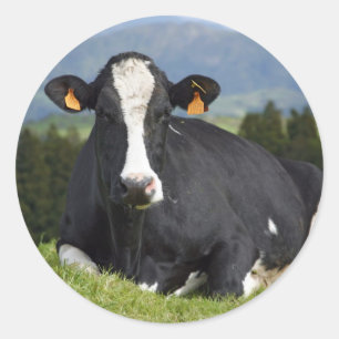 Holstein cow classic round sticker