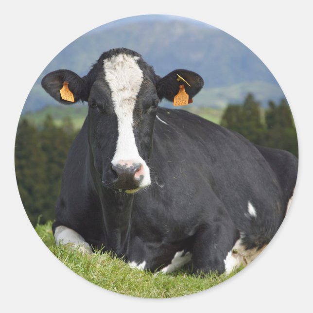 Holstein cow classic round sticker (Front)