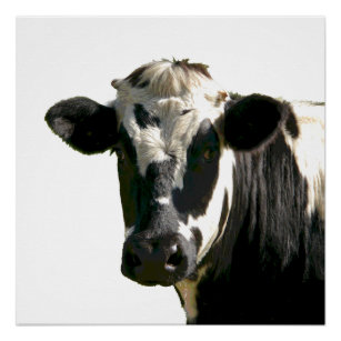 Holstein Cow Farm Animal Dairy Black & White Poster