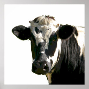 Holstein Cow Farm Animal Dairy Black & White Poster