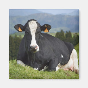 Holstein cow magnet