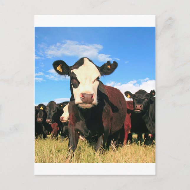 Holstein cow postcard (Front)