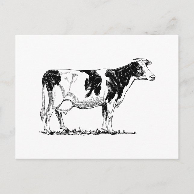 Holstein Cow Postcard (Front)