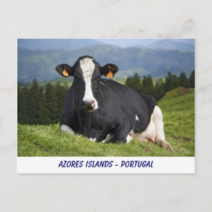 Holstein cow postcard