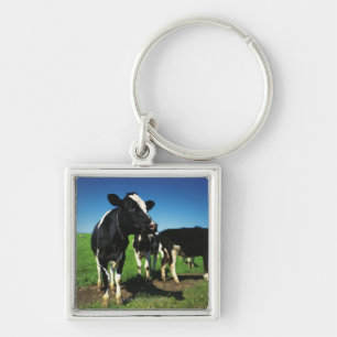 Holstein cows in a field keychain