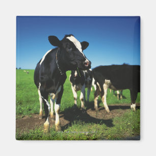 Holstein cows in a field magnet