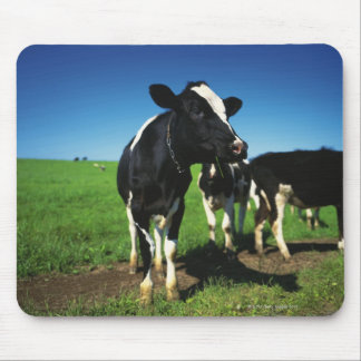 Holstein cows in a field mouse pad