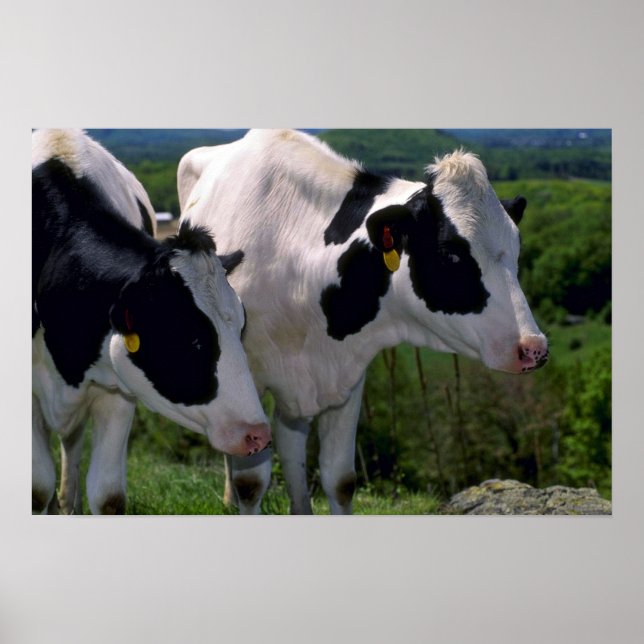 Holstein Dairy Cattle Poster (Front)
