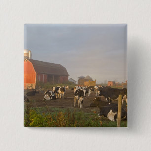 Holstein dairy cows outside a barn at sunrise 2 inch square button